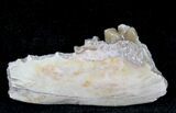 Oligocene Ruminant (Leptomeryx) Jaw Section #21128-1
